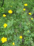 Trollius uncinatus