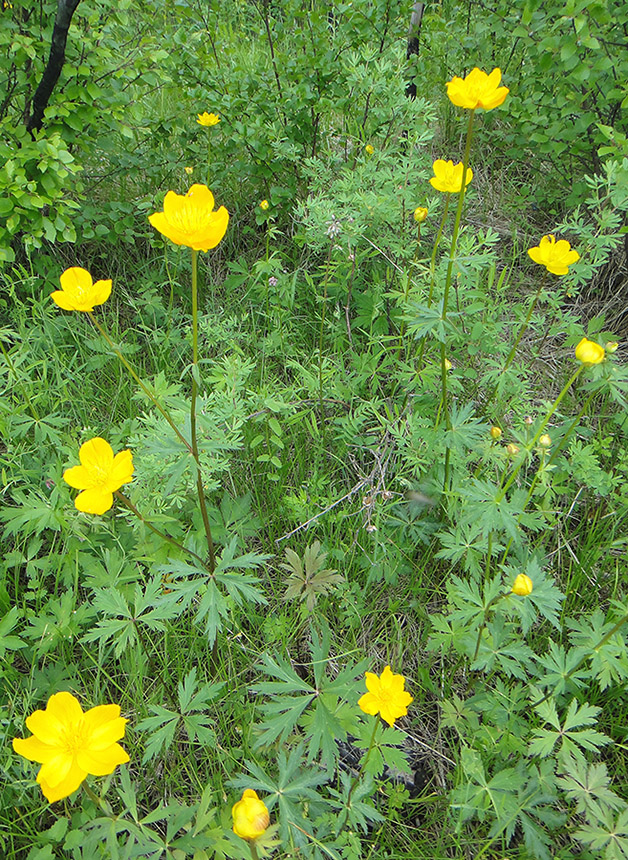 Изображение особи Trollius uncinatus.