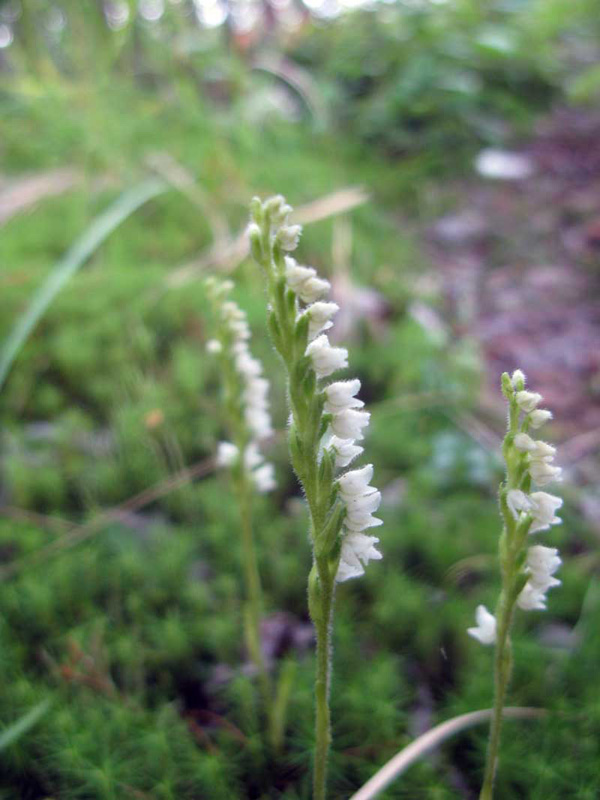 Изображение особи Goodyera repens.