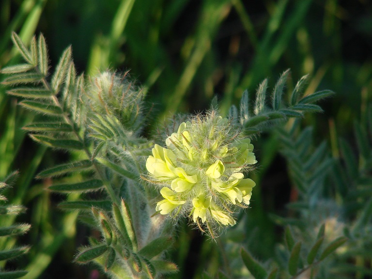 Изображение особи Oxytropis pilosa.