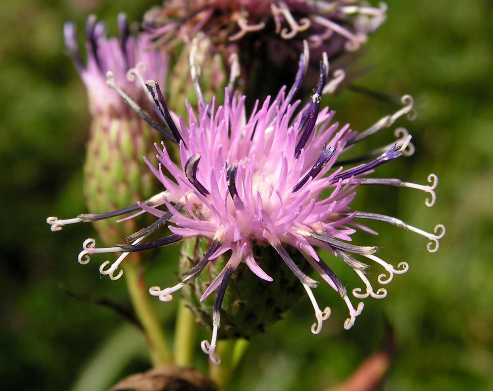 Изображение особи Saussurea grandifolia.