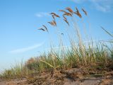 Calamagrostis meinshausenii