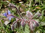 Borago officinalis. Соцветие. Германия, г. Дюссельдорф, Ботанический сад университета. 14.08.2013.