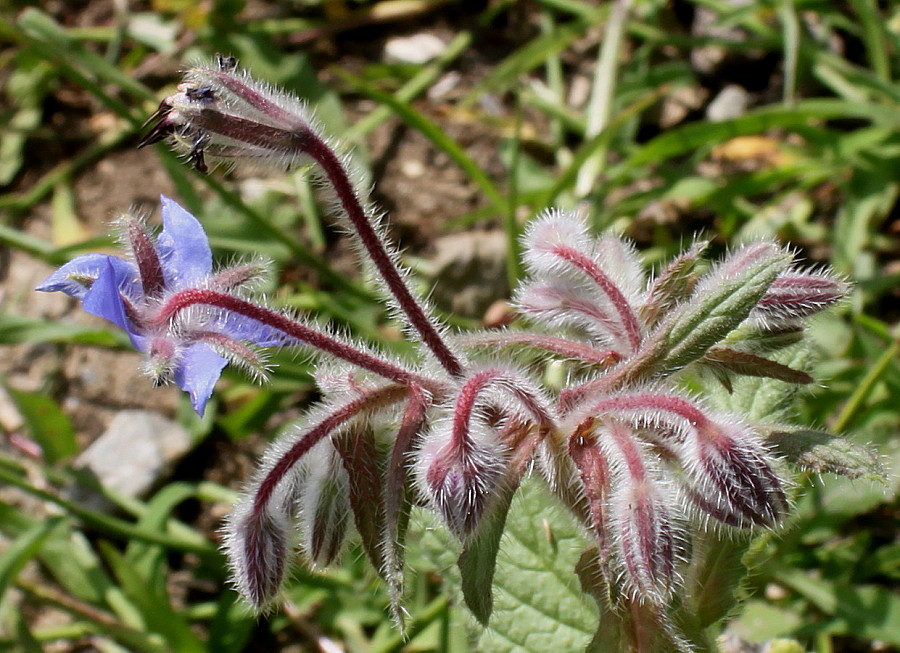 Изображение особи Borago officinalis.