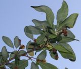 Exochorda racemosa. Верхушка веточки с соплодиями (у листьев видны их обратные стороны; Exochorda grandiflora Lindl.). Германия, г. Дюссельдорф, Ботанический сад университета. 04.09.2013.