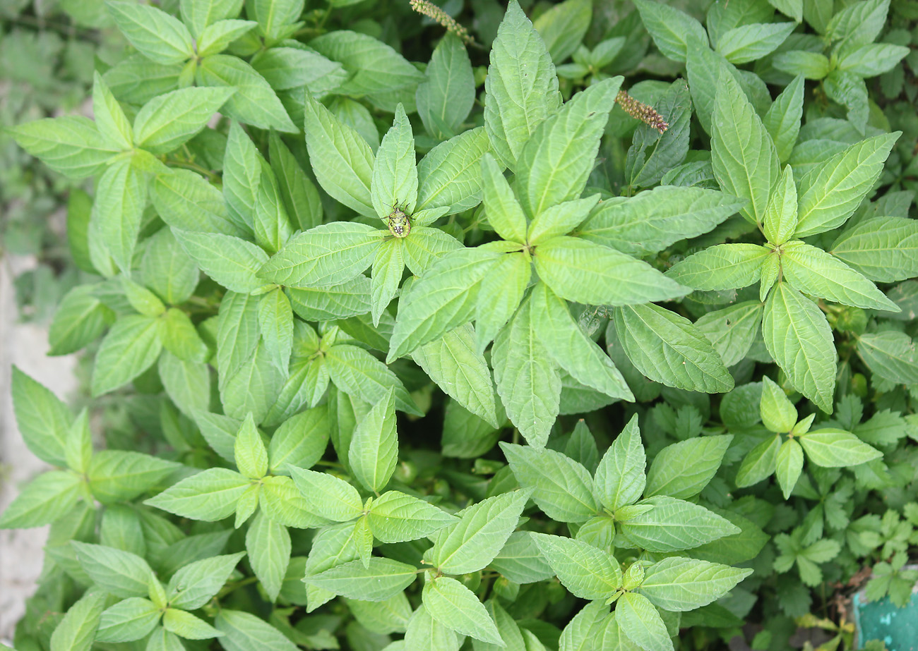 Изображение особи Acalypha australis.