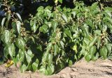 род Paulownia. Полёгшая ветвь. Германия, г. Essen, Grugapark. 29.09.2013.