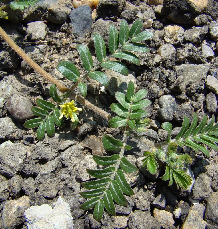 Изображение особи Tribulus terrestris.