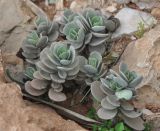 Kalanchoe farinacea. Вегетирующее растение. Сокотра, плато Хомхи. 29.12.2013.