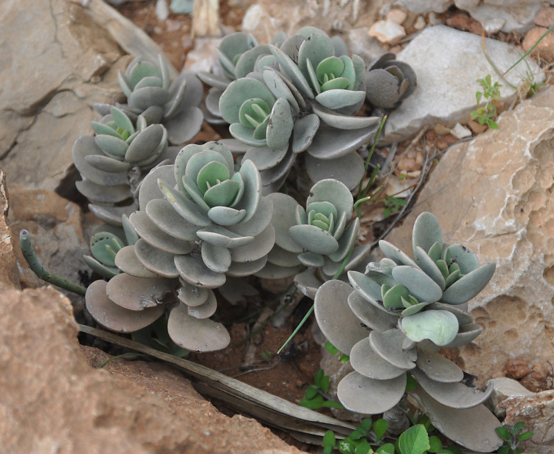 Изображение особи Kalanchoe farinacea.