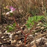 Corydalis caucasica