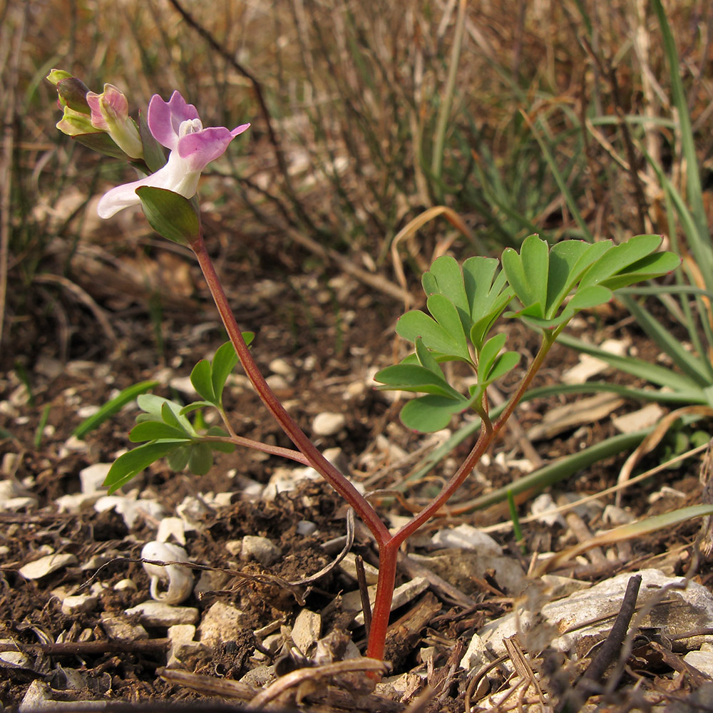 Image of Corydalis caucasica specimen.