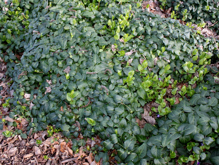 Image of Vinca major specimen.