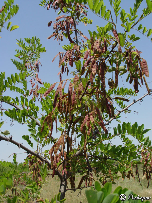 Image of Robinia pseudoacacia specimen.