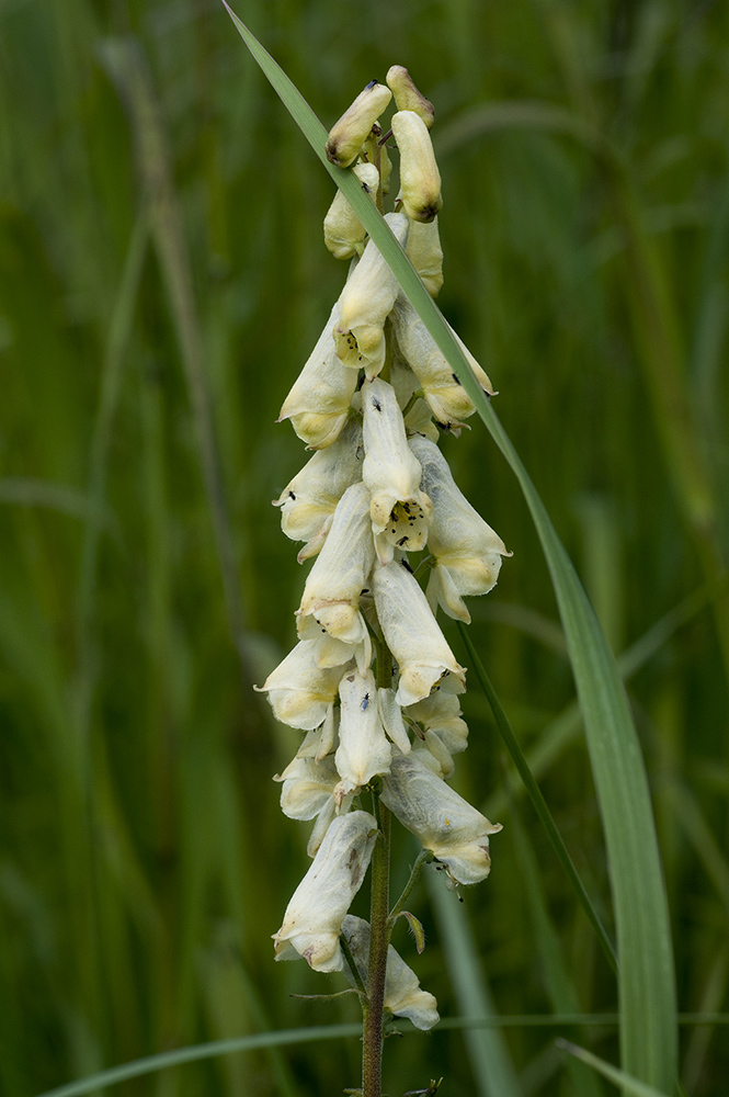 Изображение особи Aconitum ajanense.