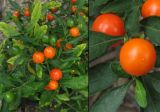 Solanum pseudocapsicum