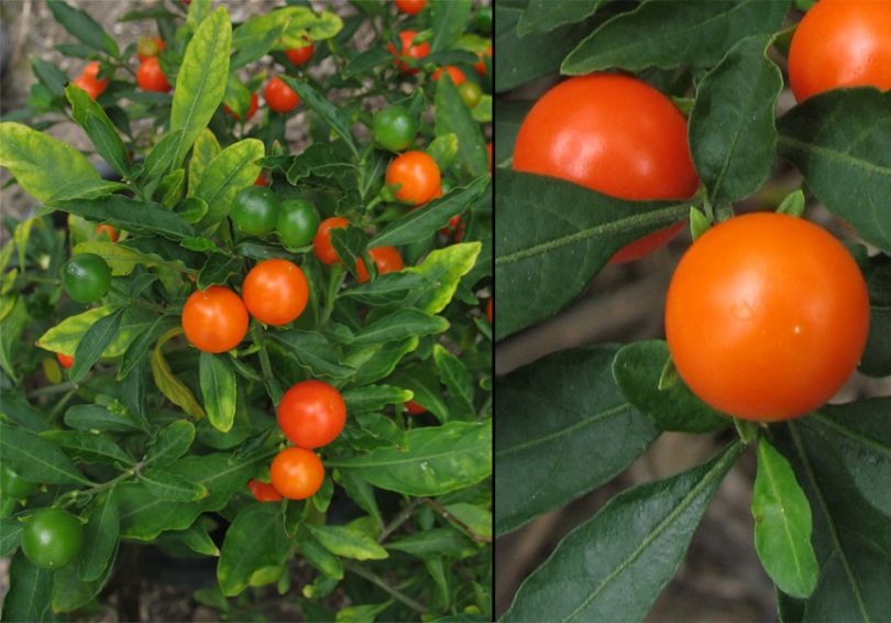 Изображение особи Solanum pseudocapsicum.