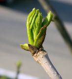 Fraxinus pennsylvanica. Распускающийся листок. Подмосковье, г. Одинцово, придомовые посадки. Конец апреля 2014 г.
