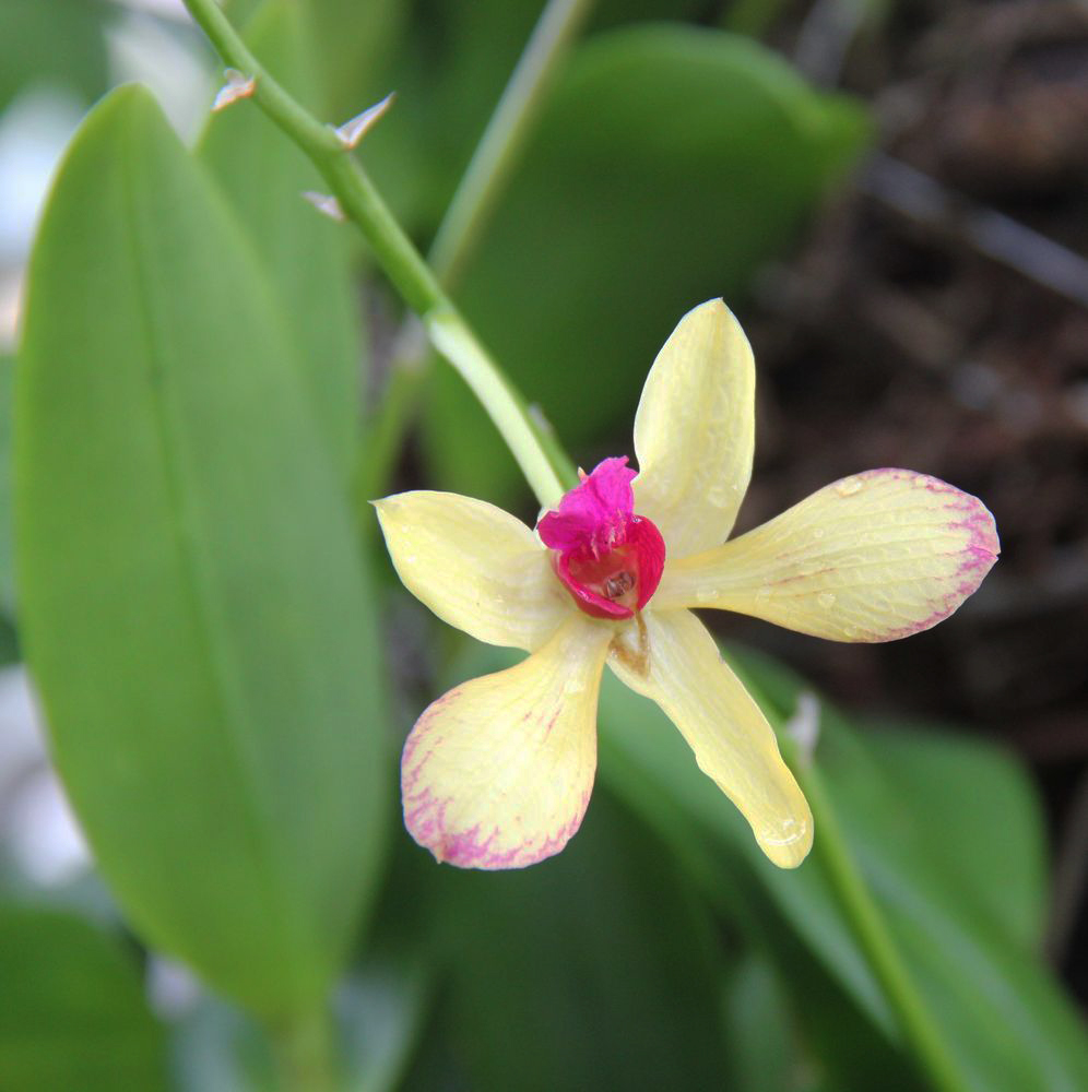 Image of genus Dendrobium specimen.