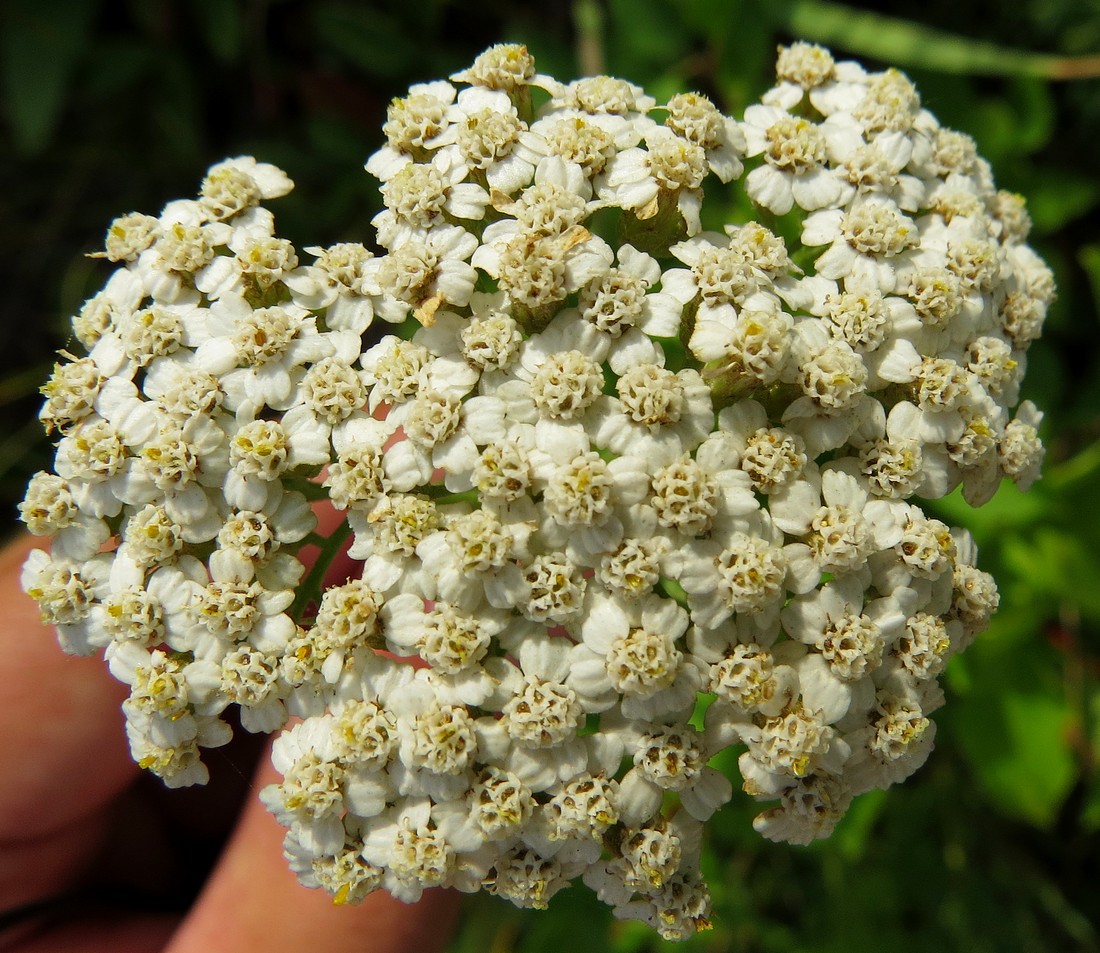 Image of Achillea asiatica specimen.