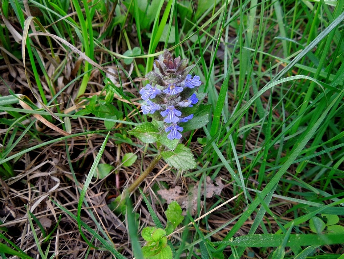 Image of Ajuga reptans specimen.