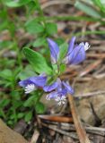 Polygala supina