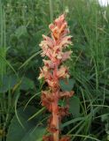 Orobanche alba