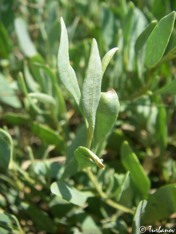 Изображение особи Halimione verrucifera.