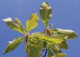 Magnolia tripetala. Ветки (у листьев видна их нижняя сторона). Германия, г. Дюссельдорф, Ботанический сад университета. 04.05.2014.