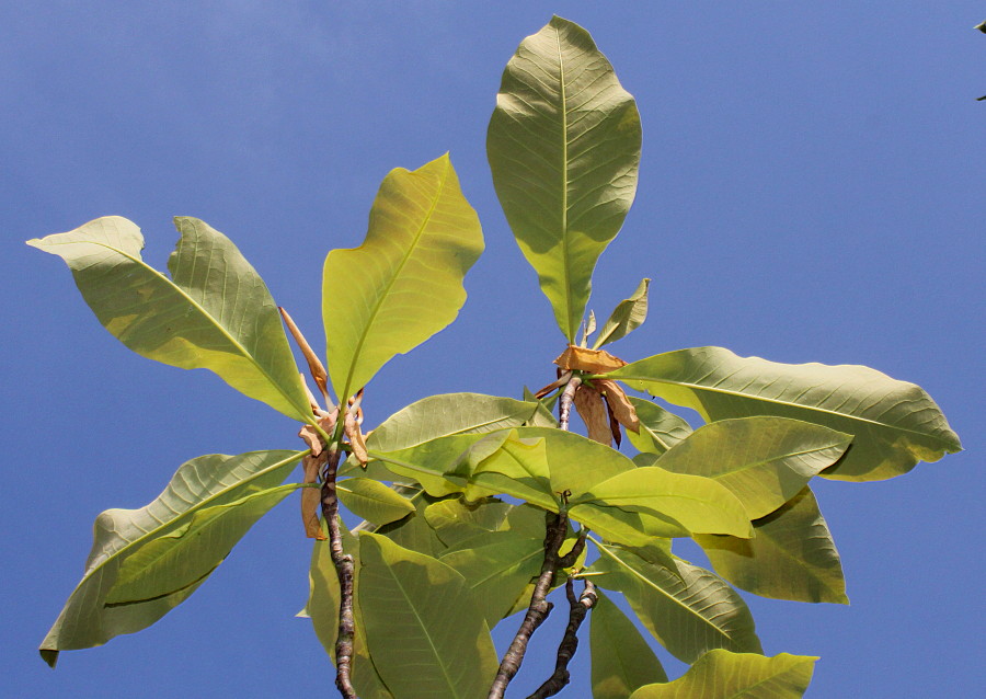 Image of Magnolia tripetala specimen.