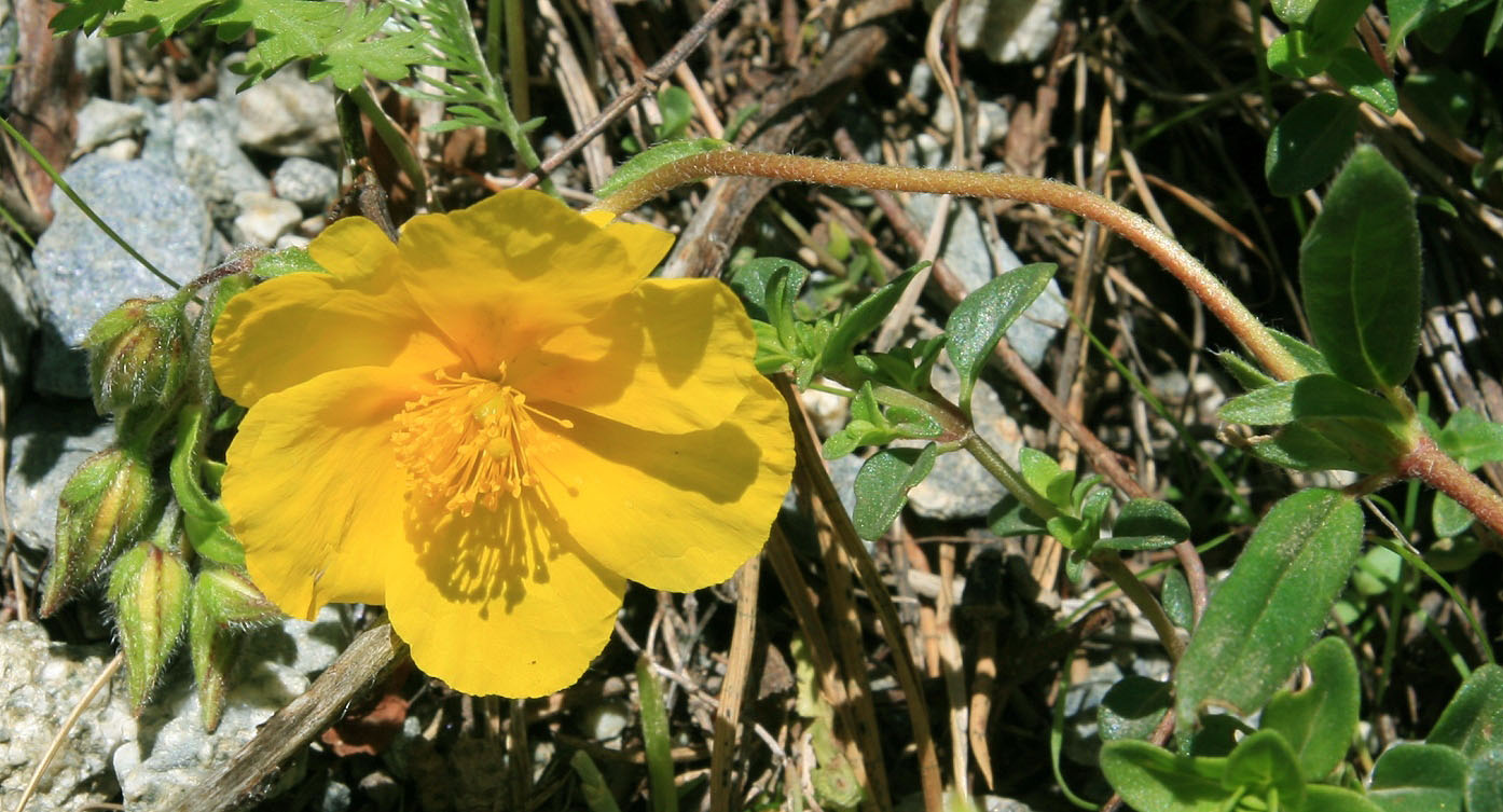 Image of Helianthemum nitidum specimen.