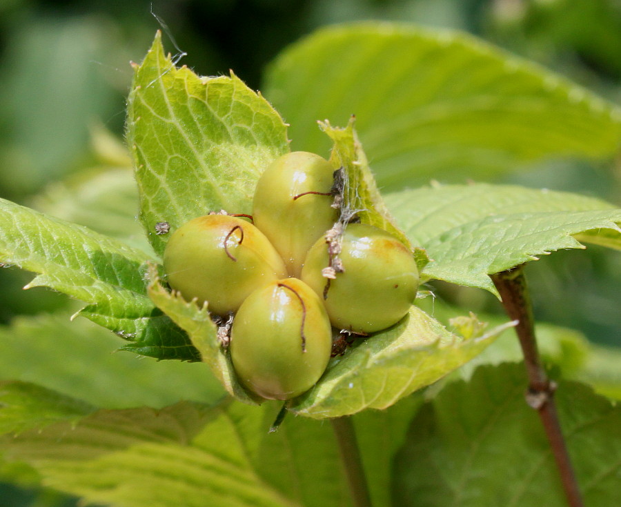 Image of Rhodotypos scandens specimen.