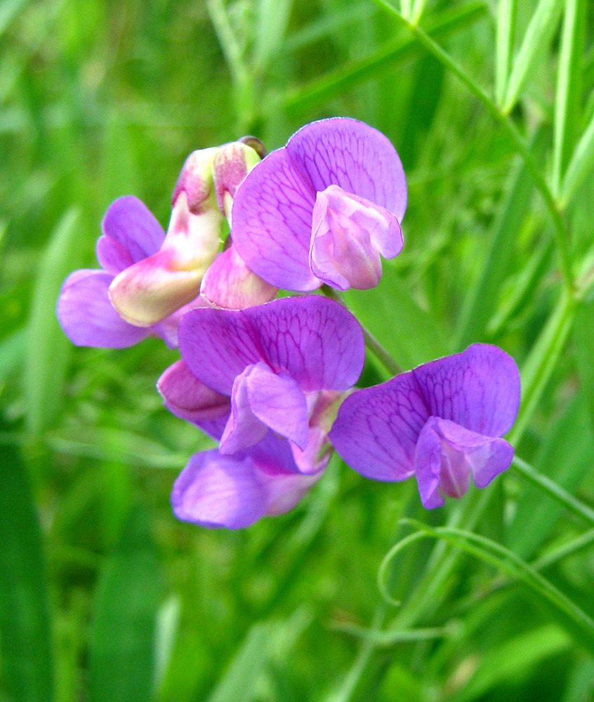 Изображение особи Lathyrus palustris.