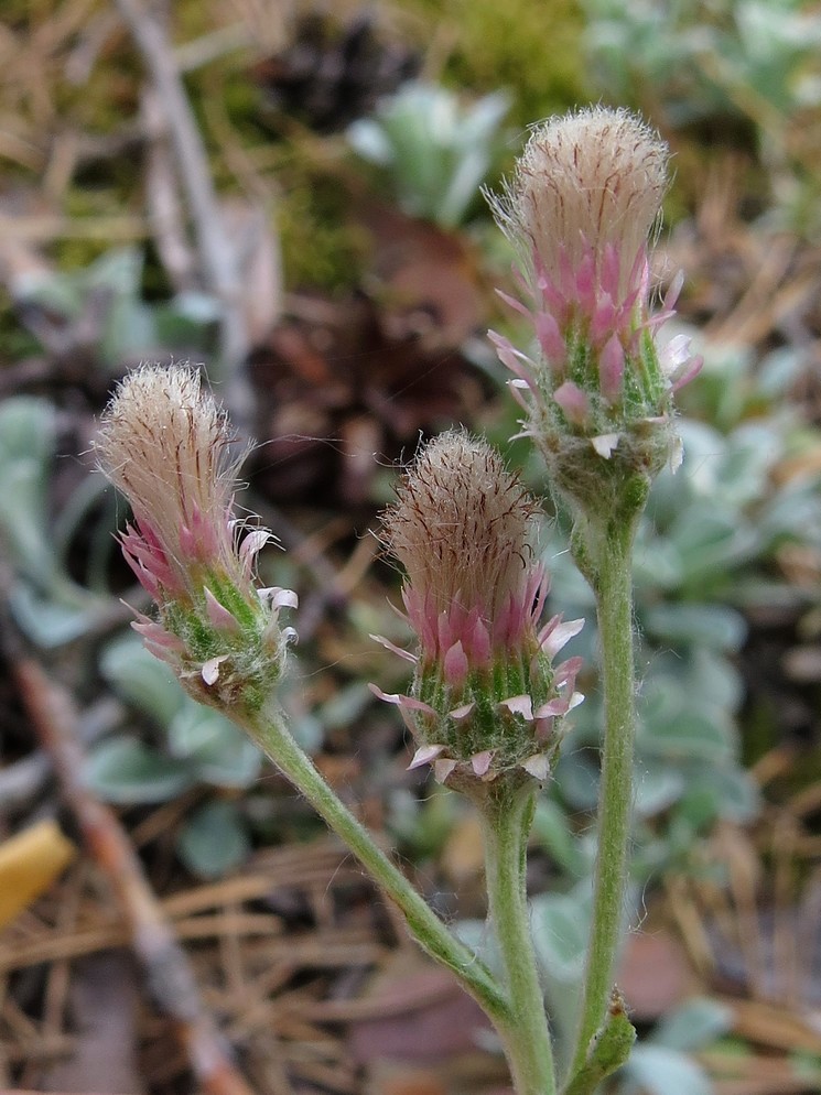 Image of Antennaria dioica specimen.