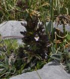 Image of specimen