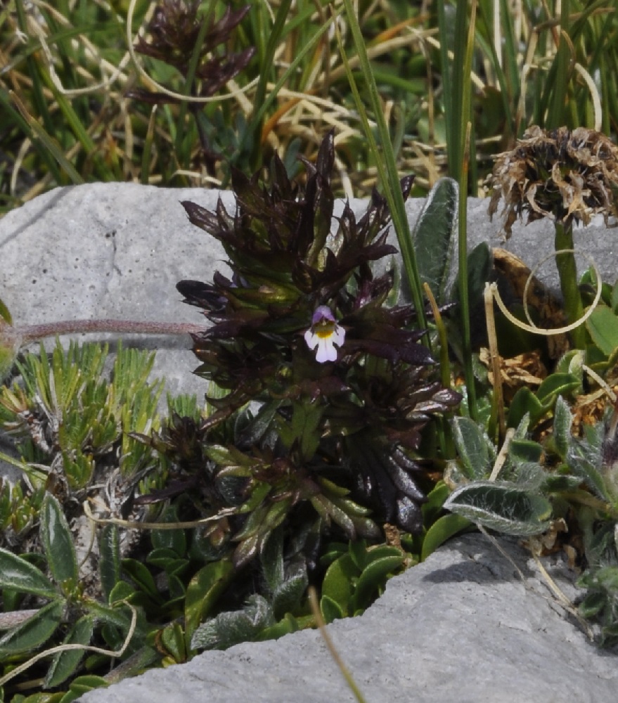 Изображение особи Euphrasia salisburgensis.