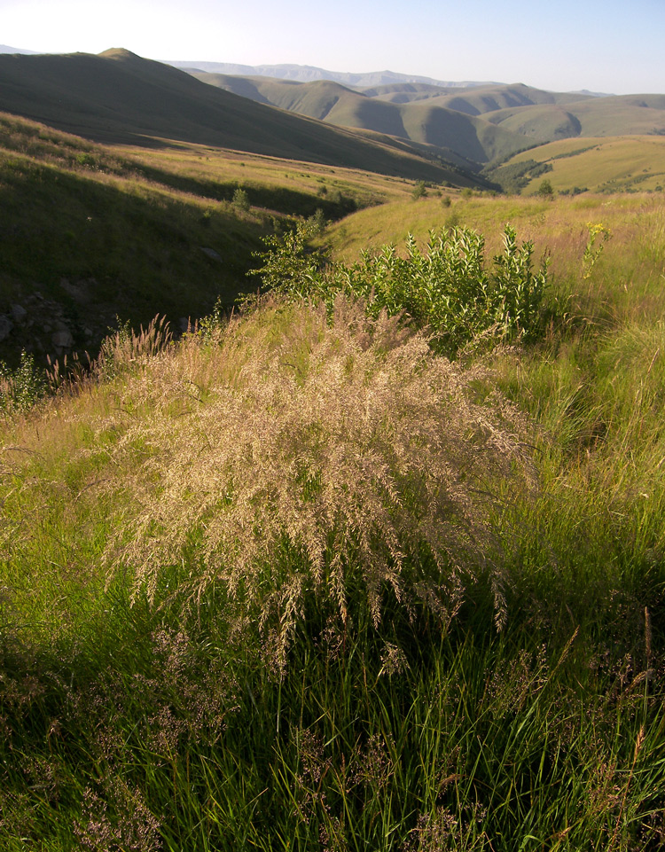 Изображение особи Agrostis balansae.