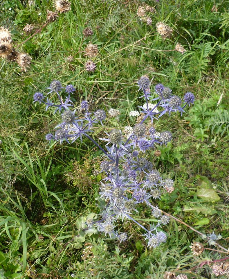 Изображение особи Eryngium planum.