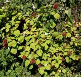 Rubus tricolor