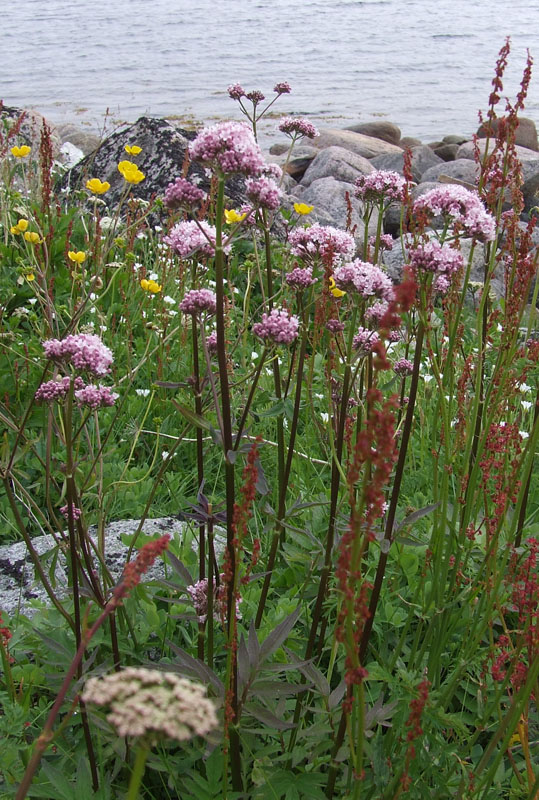 Изображение особи Valeriana sambucifolia.