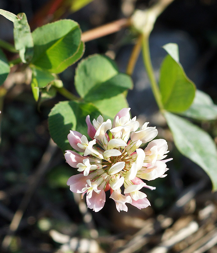 Изображение особи Trifolium hybridum.