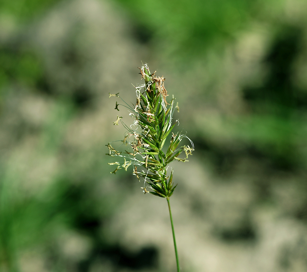 Изображение особи Anthoxanthum odoratum.