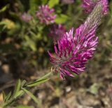 Trifolium purpureum. Верхушка побега с соцветием. Греция, пос. Νικόπολη (Никополь), на развалинах древней крепостной стены. 23.05.2014.