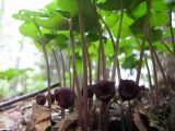 Asarum heterotropoides