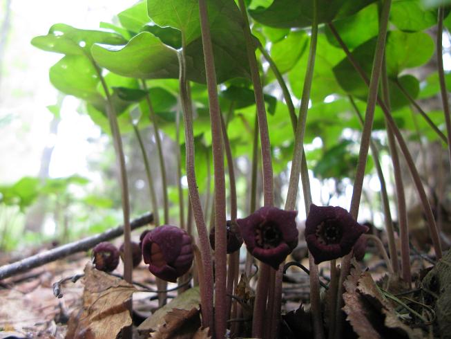 Изображение особи Asarum heterotropoides.