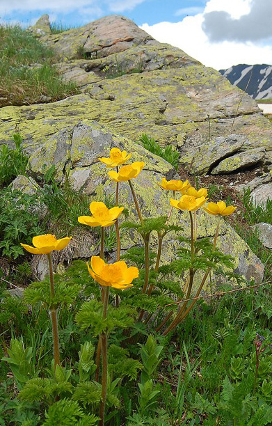 Изображение особи Pulsatilla aurea.