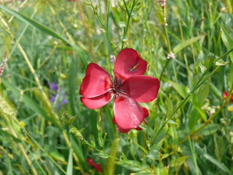 Изображение особи Linum grandiflorum.