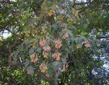Acer ginnala