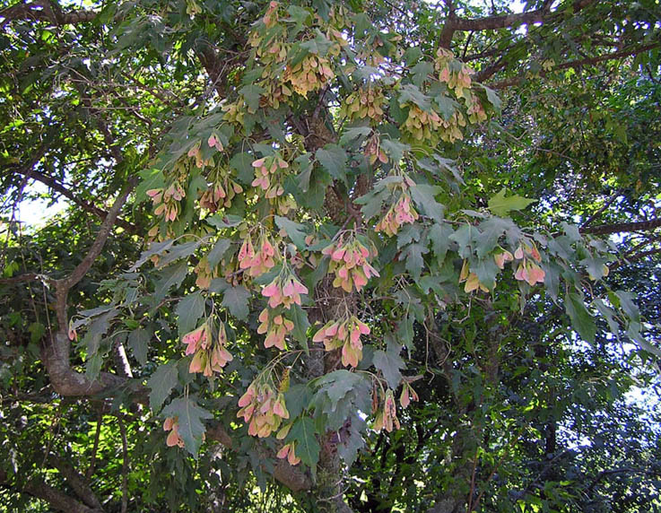 Image of Acer ginnala specimen.