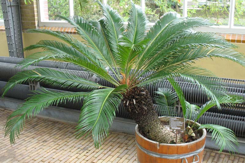 Image of Cycas revoluta specimen.